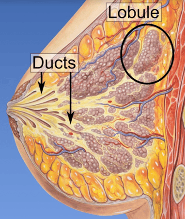 Anatomy of the breast